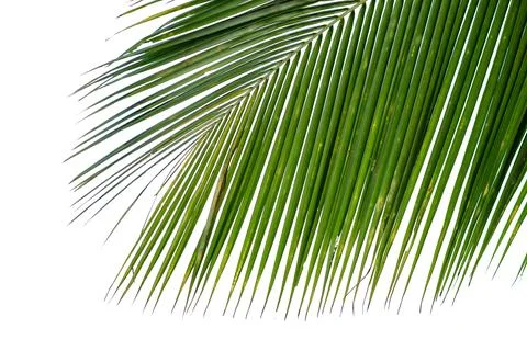 The tip of the dark green coconut leaf Stock Photos