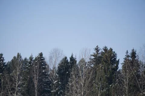 The tip of the deciduous forest and the sky . Stock Photos