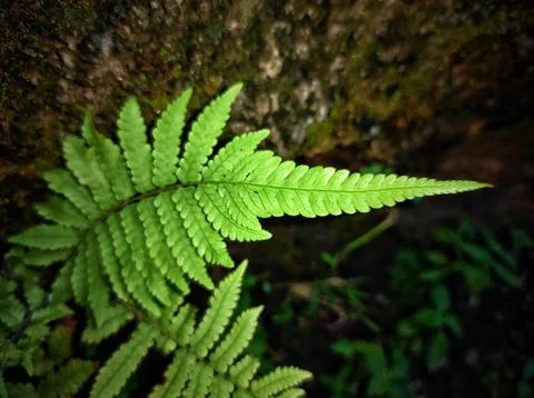 Tip of fern leaf Stock Photos