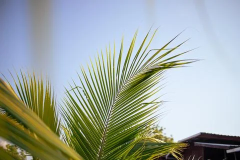 The tip of a large number of coconut trees, the background is the sky. Stock Photos