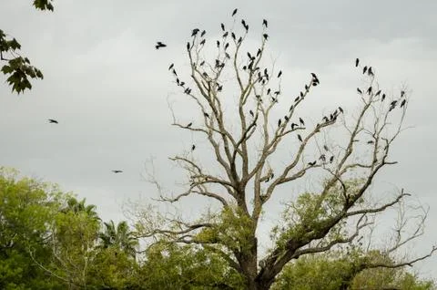 The tip of a leafless tree full of black crows. Stock Photos