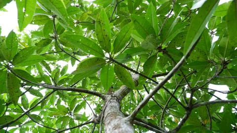 The Tip Of A Mangrove Sapling. Selective Focus Stock Photos