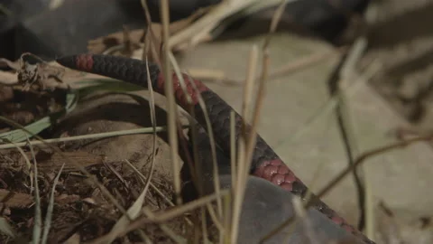 Tip of milk snake tail in the forest Stock Footage 170941620