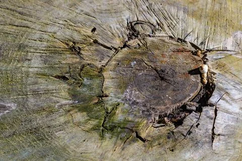 The tip of the old stump. Stock Photos