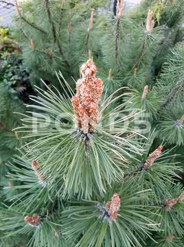 The tip of pine branch with needles Stock Photos