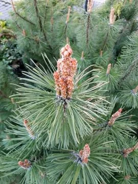 The tip of pine branch with needles Stock Photos
