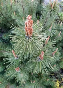 The tip of pine branch with needles Stock Photos
