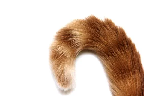 The tip of a red cat's tail. Foto stock