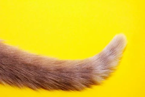 The tip of a red cat's tail. Stock Photos