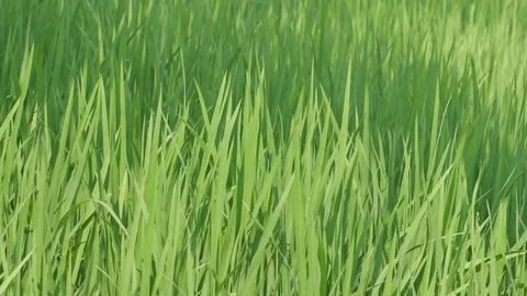 Tip of the rice in field Stock Footage 87040189