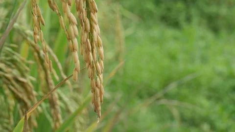 Tip of rice in the paddy field Stock Footage 81629036