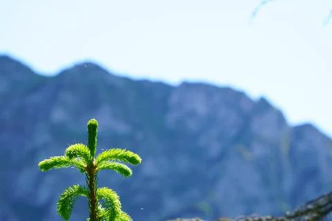 The tip of the spruce tree Stock Photos
