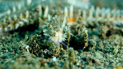 Tip of starfish arm with feeding tubes looking for food Stock Footage 112463668