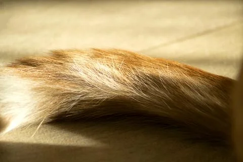 The tip of the tail of a red cat. The tail is a ring. Stock Photos