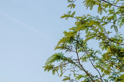 The tip of the tamarind tree, the background is the sky. Stock Photos