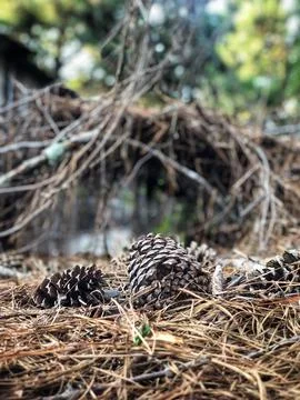 Tip Toe Through the Pine Cones 库存照片