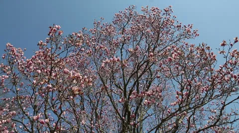 Tip top pink spring Video stock 22768559
