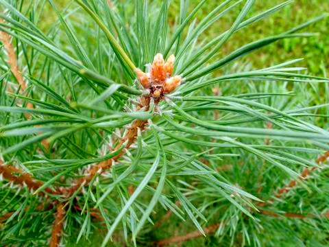 The tip of the young pine sprout Stock Photos
