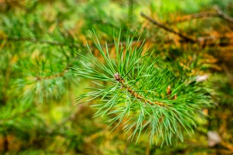The tip of a young spruce branch on a forest background 写真素材