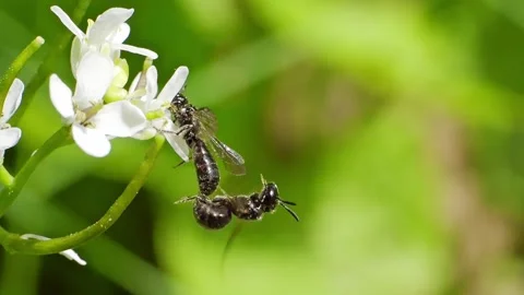Tiphiidae, flower wasps insects copulating macro slow motion Vidéo 296094772