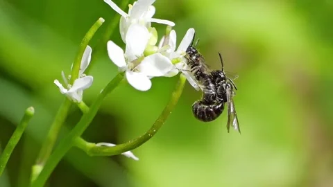 Tiphiidae, flower wasps insects copulating macro slow motion 動画素材 296095815