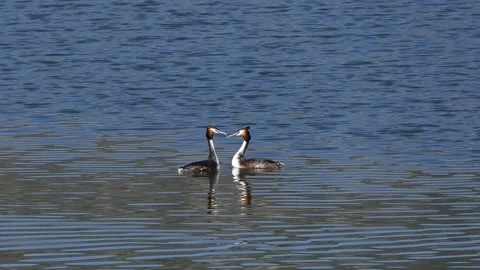 Tippet grebe floating in the lake Stock Footage 237155798