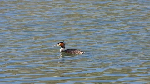 Tippet grebe floating in the lake Stock Footage 237155863