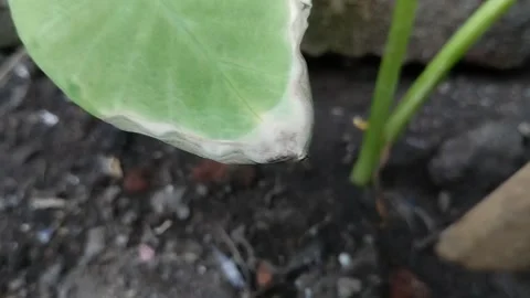 The tips of dry taro leaves on a brick wall background. Stock Footage 285591118