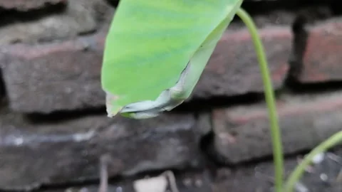 The tips of dry taro leaves on a brick wall background. Stock Footage 285591180