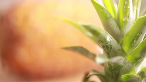 Tips for eating with discarded tea (4) Stock Footage 202234022