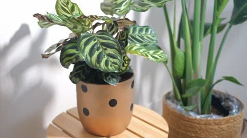Tips for enhancing indoor plant decor with unique pots Video stock 320211464