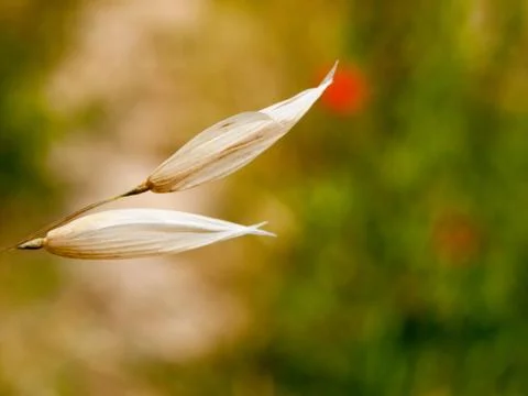 Tips of grass in field close up bright and vibrant Stock Photos