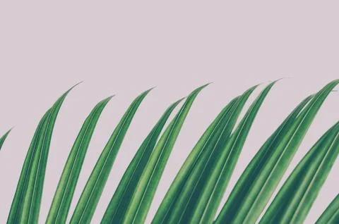 Tips of palm leaf, side view, isolated on white background. Stock Photos