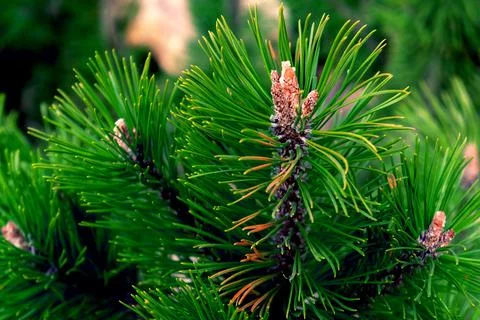 Tips of pine branches close-up high contrast Stock Photos