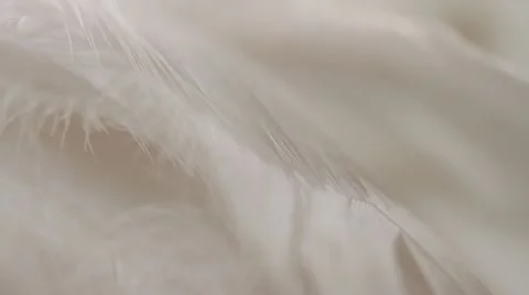 Tips of strands of white feathers, white backdrop, macro. Narrow focus. HD 1080p Stock Footage 21439804