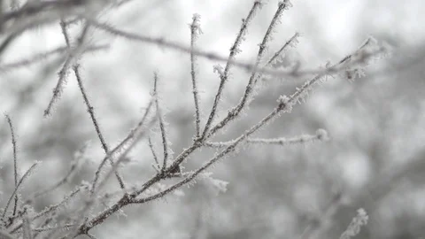 Tips of a tree branch frosted with ice crystals Video stock 102192521