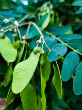 Tipuana Tipu Stock Photos