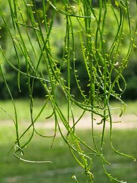 Tipuana tipu tree canopy with compound foliage in Cordoba Argentina Stock-Fotos
