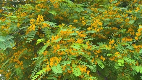 Tipuana Tree Canopy Swaying Gently in the Wind in Valencia Stock Footage 341419476
