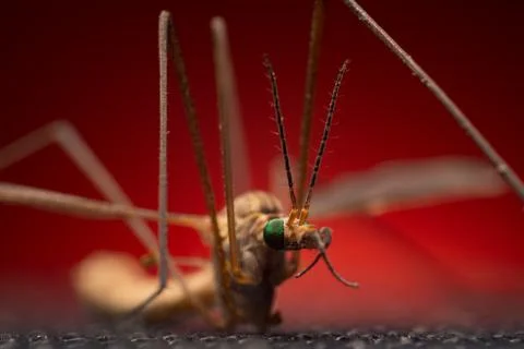 Tipula in extreme close-up Stock Photos