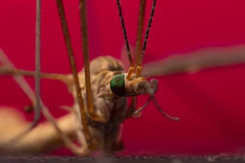 Tipula in extreme close-up Stock Photos