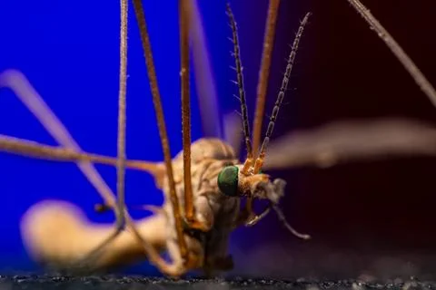 Tipula in extreme close-up Stockfoto's