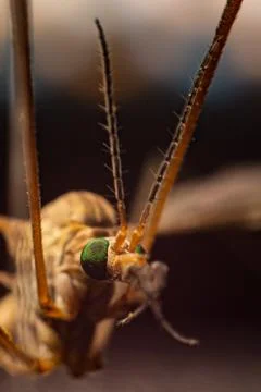 Tipula in extreme close-up Stock Photos