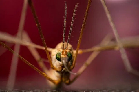 Tipula in extreme close-up Stock Photos