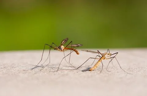 Tipula oleracea insects after procreating Foto stock