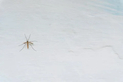 Tipula paludosa on a adobe whitewashed wall, textured background Fotos Stock