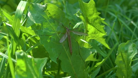 Tipula paludosa Vídeos de archivo 169868135