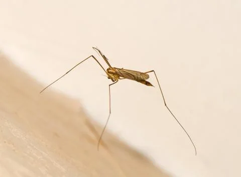 Tipulidae Stock Photos