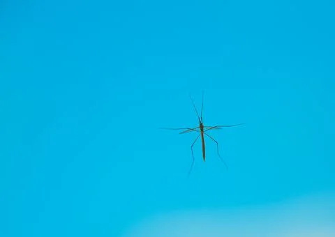 Tipuloidea Crane fly resting on a window Stock Photos