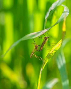 Tipuloidea mosqutio in the grass Stock Photos